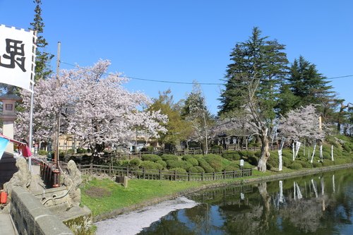 松岬公園のサクラ　４月1９日朝　（清明　末侯）　虹始めて見る・１_c0075701_1403514.jpg