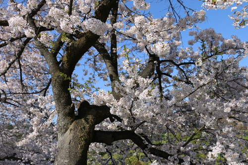 松岬公園のサクラ　４月1９日朝　（清明　末侯）　虹始めて見る・２_c0075701_1471739.jpg