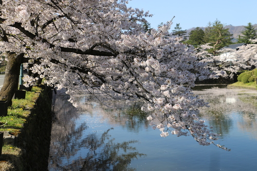 松岬公園のサクラ　４月1９日朝　（清明　末侯）　虹始めて見る・２_c0075701_1472834.jpg