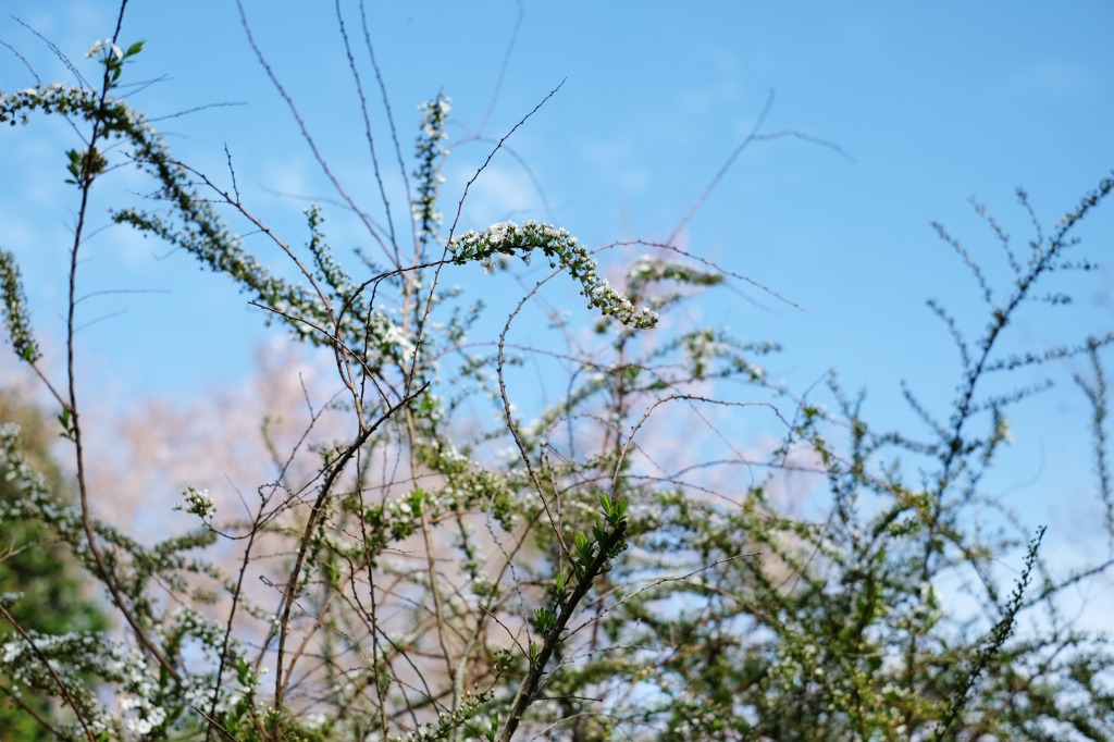 アサメシマエノ桜_f0138305_9462550.jpg