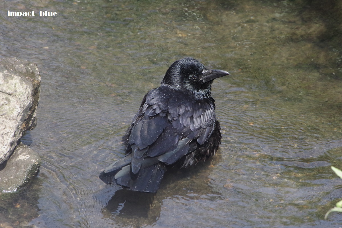 行水の域を超えた、カラスの行水(＠_＠;)_a0355908_19163261.jpg