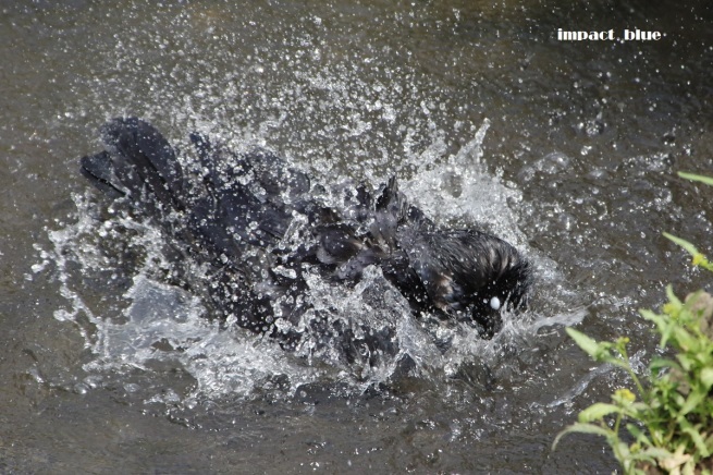 行水の域を超えた、カラスの行水(＠_＠;)_a0355908_19170292.jpg