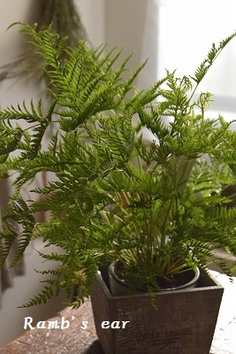 観葉植物入荷♪_e0128909_6512476.jpg