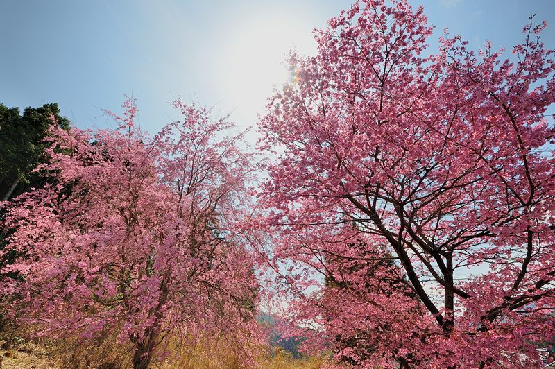 京北町の桜巡り2016＠宝泉寺_f0032011_1948945.jpg
