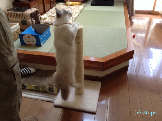 爪きりのち避難_d0344913_16505725.jpg