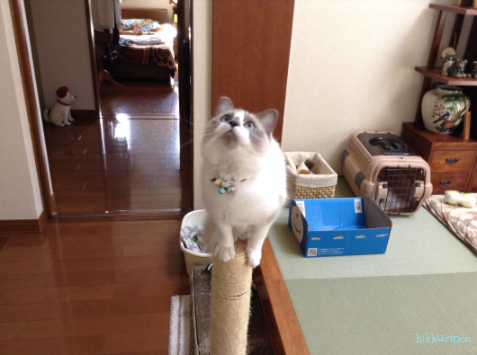 爪きりのち避難_d0344913_16510968.jpg