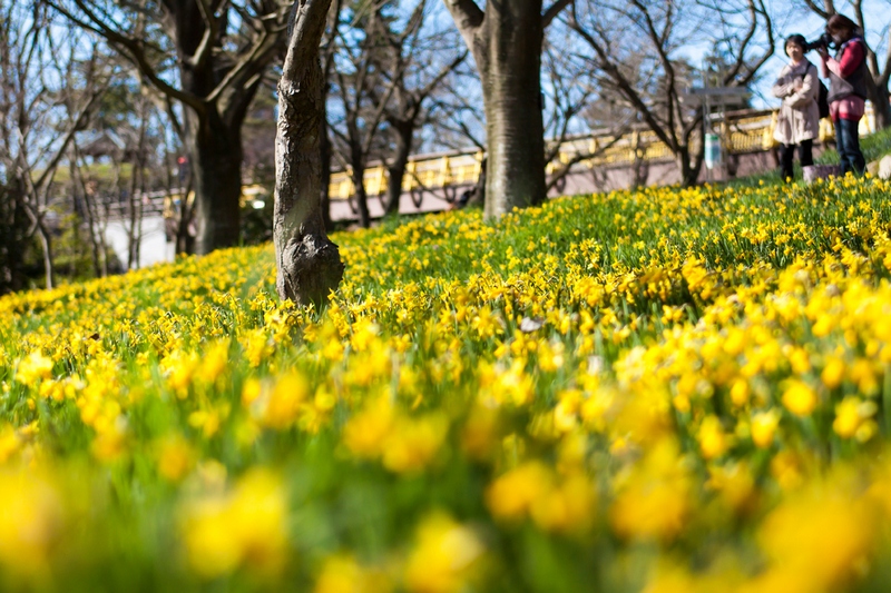 まんのう公園　３月_e0190224_18261327.jpg