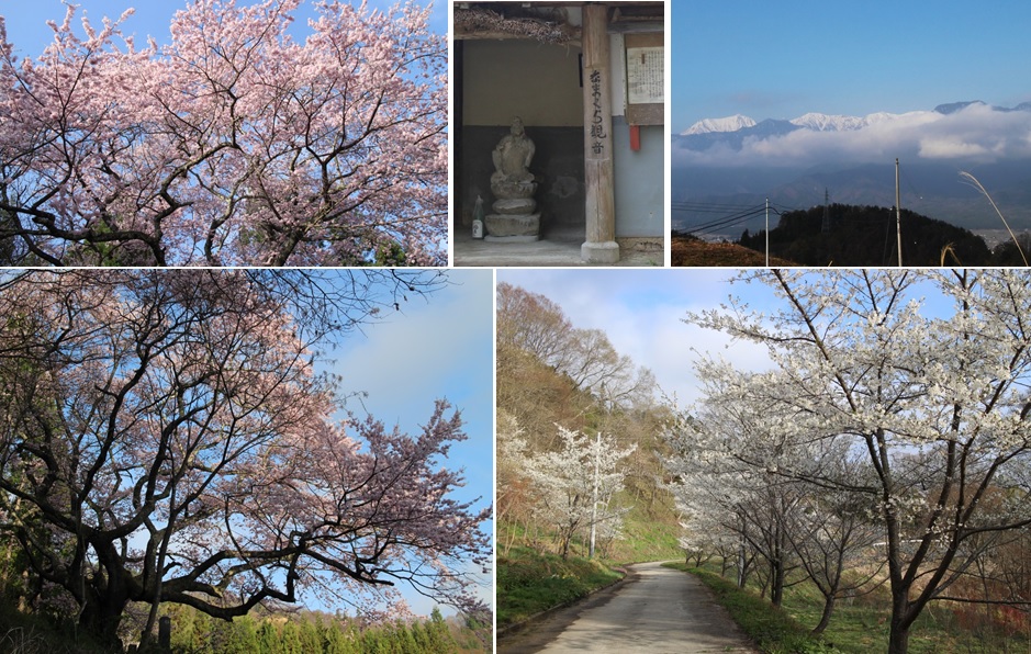 高照山の桜の里へ_a0212730_2149468.jpg