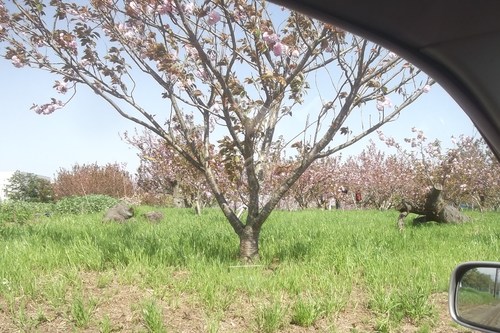 桜まつり..次はエンドウ豆まつり?_b0137932_2052379.jpg