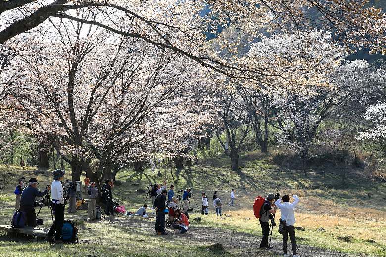 曽爾村屏風岩公苑「桜」_d0272242_11263106.jpg