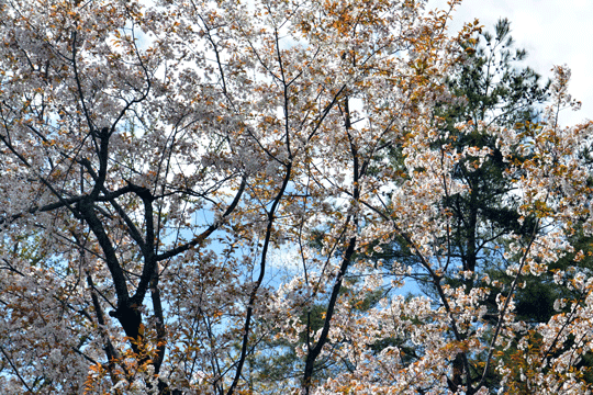 c0093046_19125083.gif