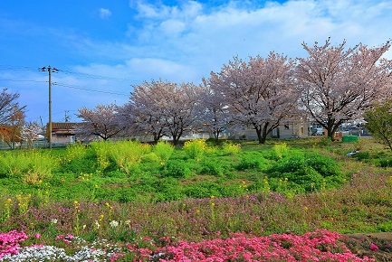 SAKURA FESTIVAL 2016 Part.1(昼間編)_d0237446_14495515.jpg