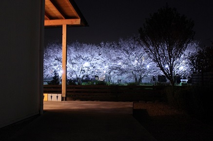 SAKURA FESTIVAL 2016 Part.2(夜編)_d0237446_16543352.jpg