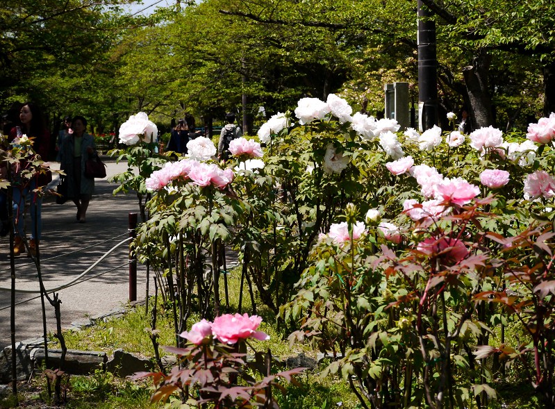 　　和歌山城のボタン園_b0093754_20205891.jpg