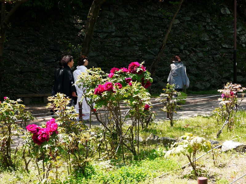 　　和歌山城のボタン園_b0093754_2022826.jpg