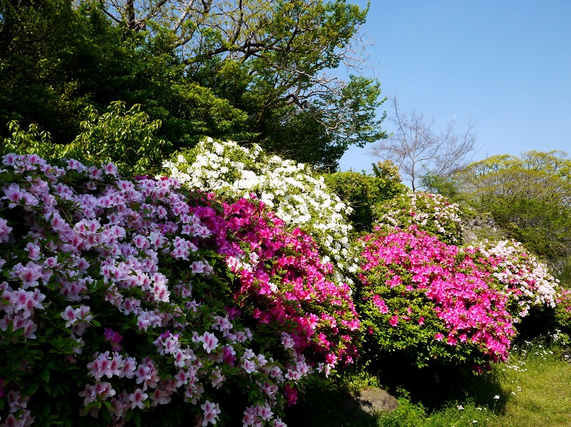 和歌山城つつじ園にて_b0093754_21293634.jpg