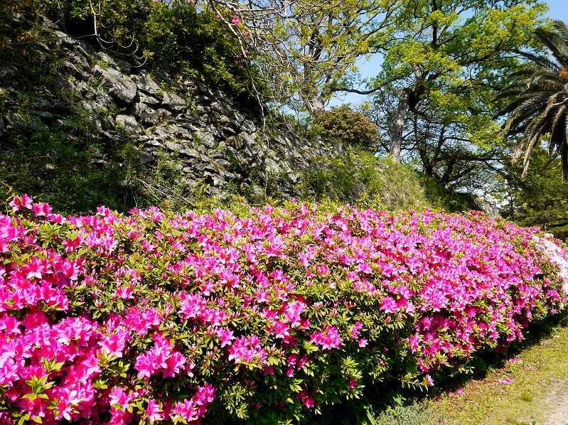 和歌山城つつじ園にて_b0093754_21303254.jpg