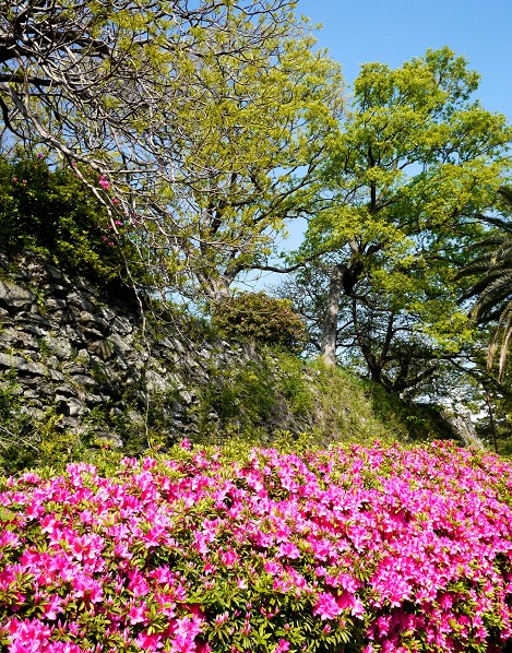 和歌山城つつじ園にて_b0093754_21304341.jpg
