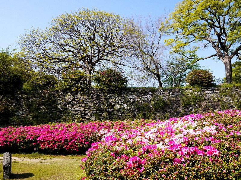 和歌山城つつじ園にて_b0093754_2131022.jpg