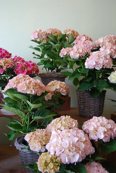 紫陽花が入荷していますよ!_a0201358_1839314.jpg