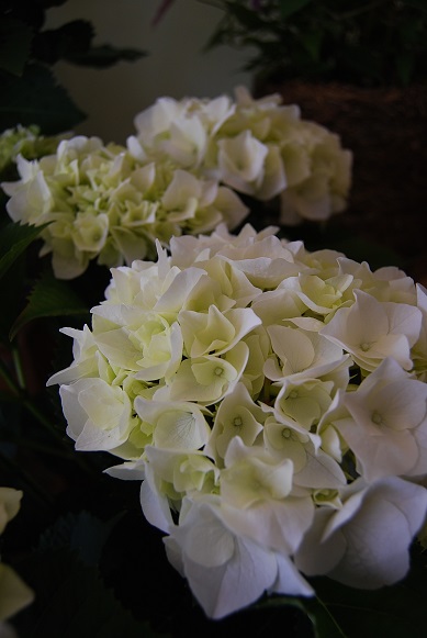 紫陽花が入荷していますよ!_a0201358_18394087.jpg