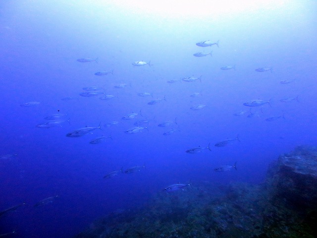 4月19日 魚の群れと遺跡_d0113459_1811765.jpg