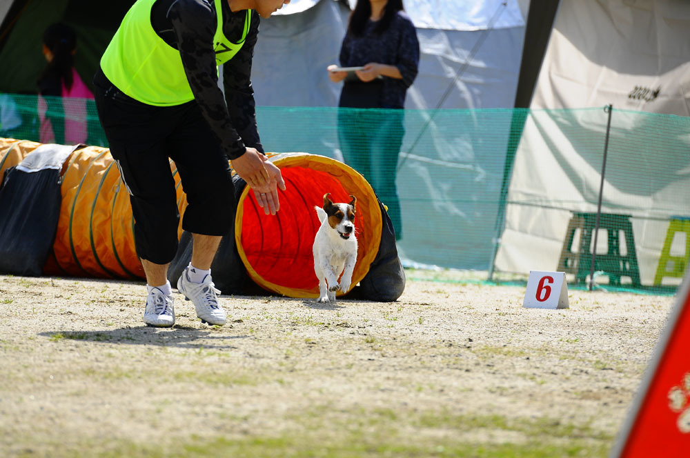 JKC福岡アペックスクラブアジリティー競技会 2016/4/16 #2_d0230464_12293520.jpg