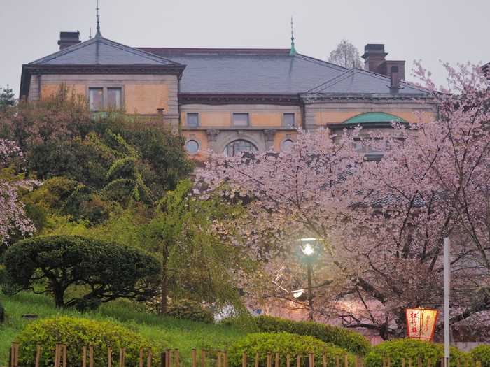 桜 16 円山公園スナップ 写真部 桜 16 円山公園スナップ 写真部