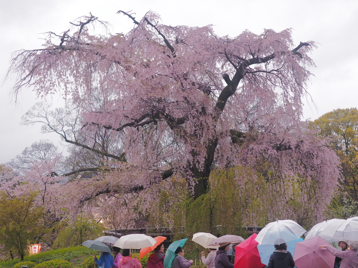 桜 16 円山公園スナップ 写真部 桜 16 円山公園スナップ 写真部
