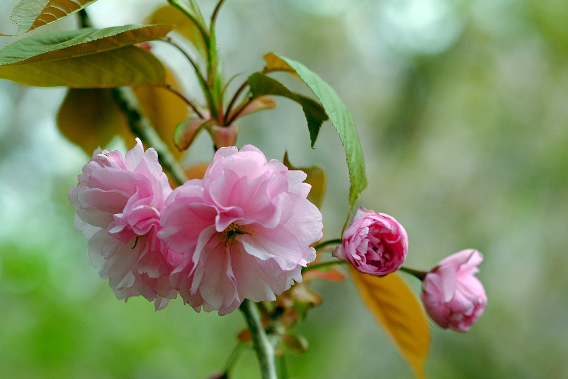 八重桜（２）_e0096372_08282149.jpg