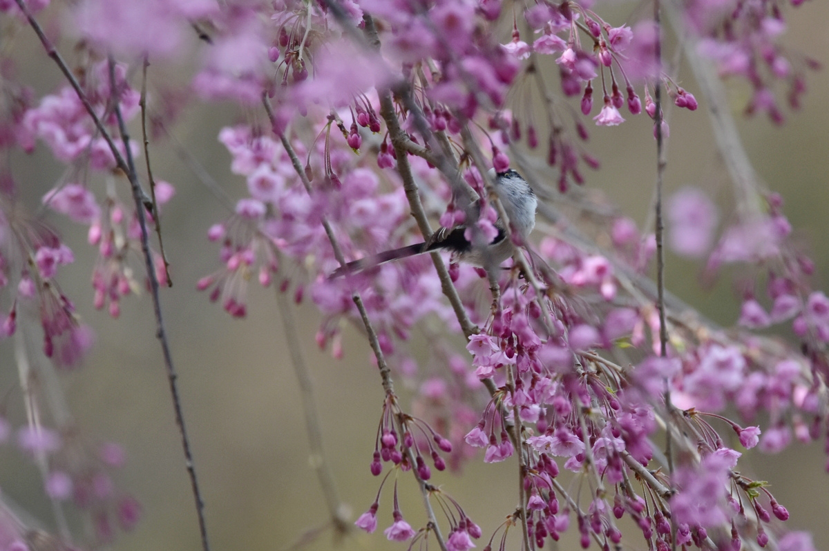 桜にエナガ ヒガラ シジュウカラ_f0053272_7591642.jpg