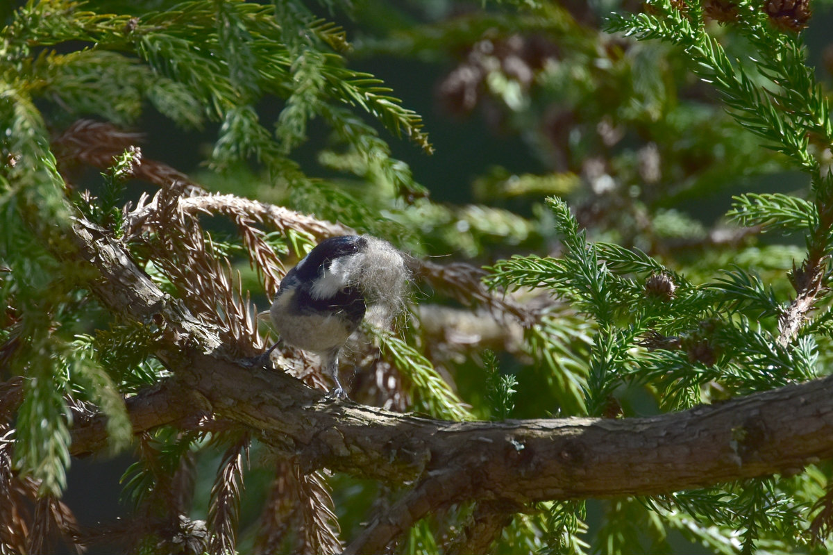 桜にエナガ ヒガラ シジュウカラ_f0053272_845564.jpg
