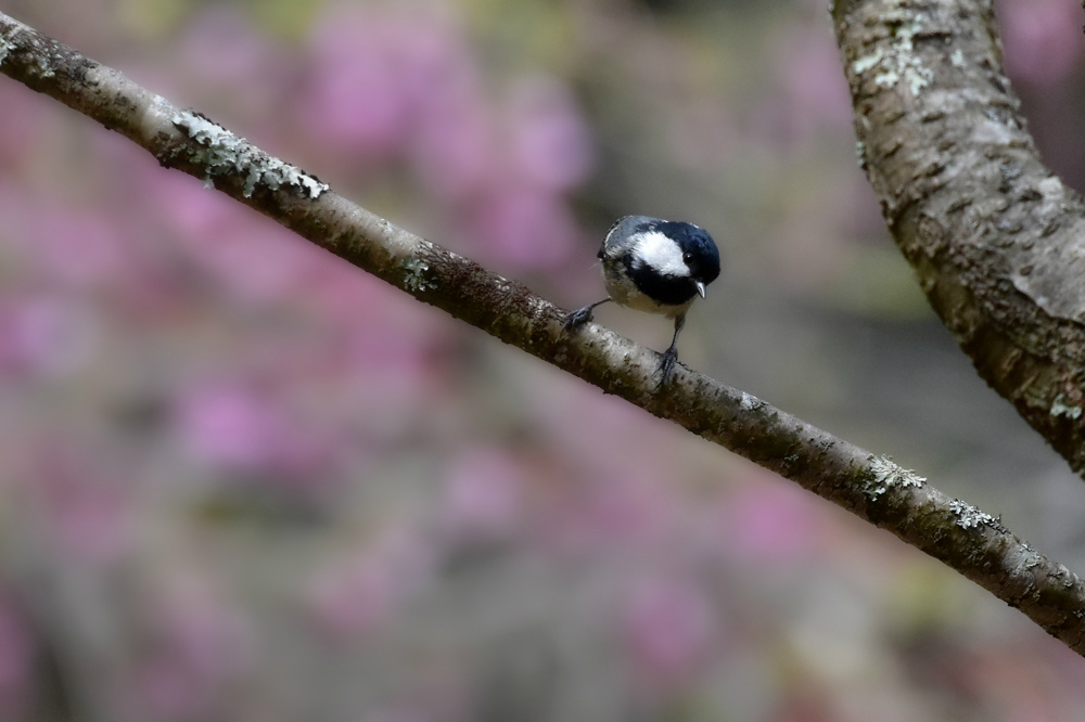 桜にエナガ ヒガラ シジュウカラ_f0053272_87973.jpg