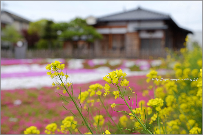 ご近所の芝桜_a0280374_16555585.jpg