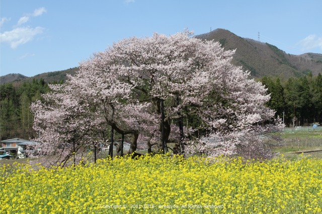 高山五大桜_e0218375_20415255.jpg