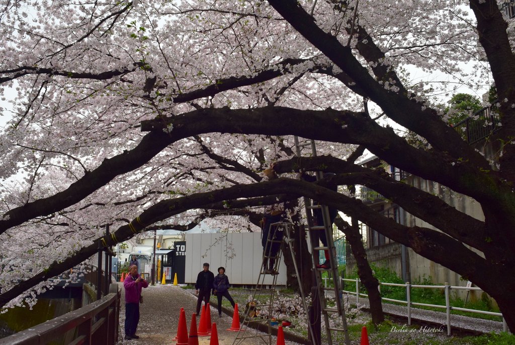 満開の桜＠Seijyo_d0284276_03140816.jpg