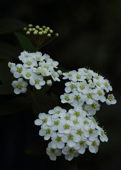 c0357781_12345080.jpg
