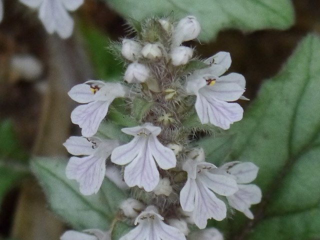 春の野草　花めぐり_d0088184_21351684.jpg