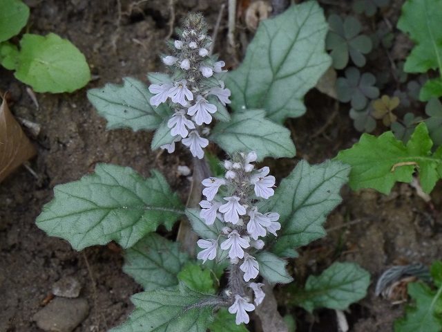 春の野草　花めぐり_d0088184_21352516.jpg