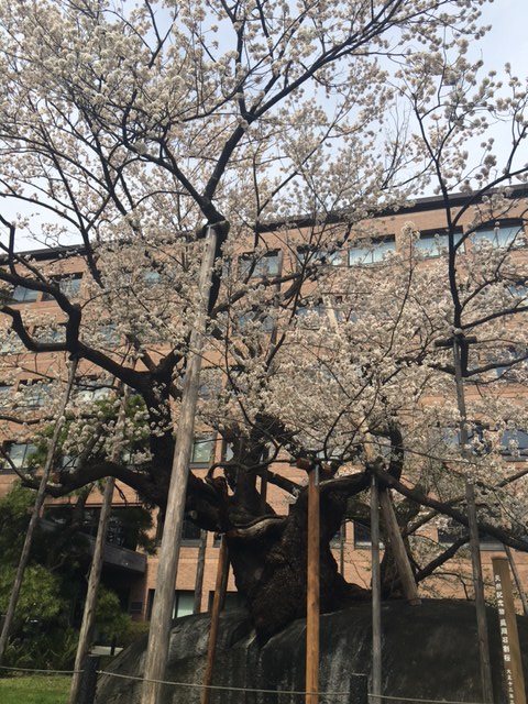 桜咲いてます！_f0177390_15313798.jpg