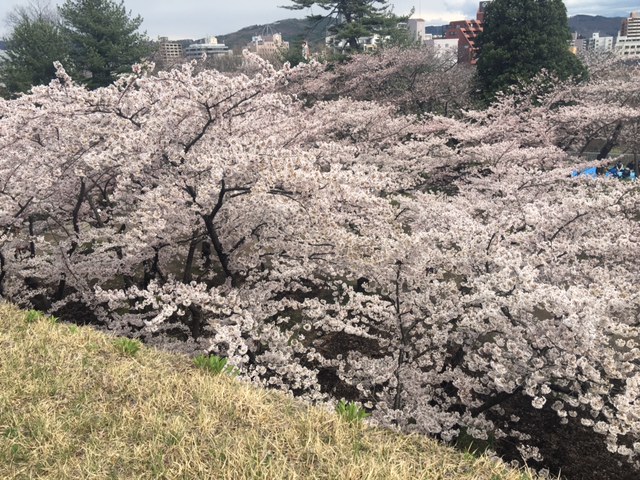 桜咲いてます！_f0177390_15315250.jpg