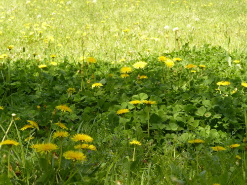 d0353091_16505627.jpg