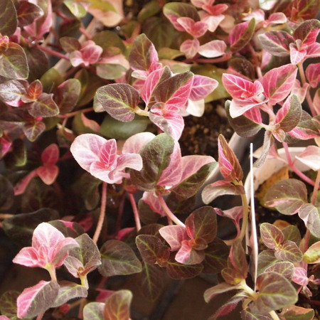 寄せ植え用の葉物たち_a0292194_1955111.jpg