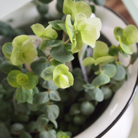 寄せ植え用の葉物たち_a0292194_19574177.jpg