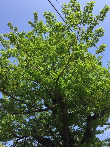 新緑が綺麗な桜の木ですよ わたしの好きな物