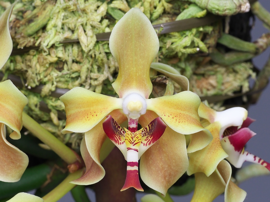 パラファレノプシス ラブケンシス Paraphalaenopsis labukensis