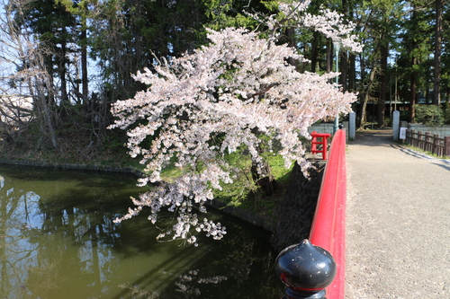 松岬公園のサクラ　４月２０日朝　（穀雨　初候）　葦（あし）始めて生ず　・１_c0075701_905555.jpg