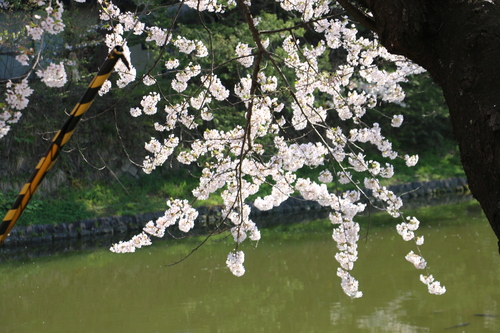 松岬公園のサクラ　４月２０日朝　（穀雨　初候）　葦（あし）始めて生ず　・１_c0075701_92915.jpg