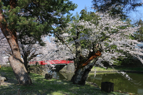 松岬公園のサクラ　４月２０日朝　（穀雨　初候）　葦（あし）始めて生ず　・１_c0075701_931386.jpg