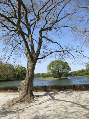 来月は昭和記念公園で。_b0129807_22511754.jpg